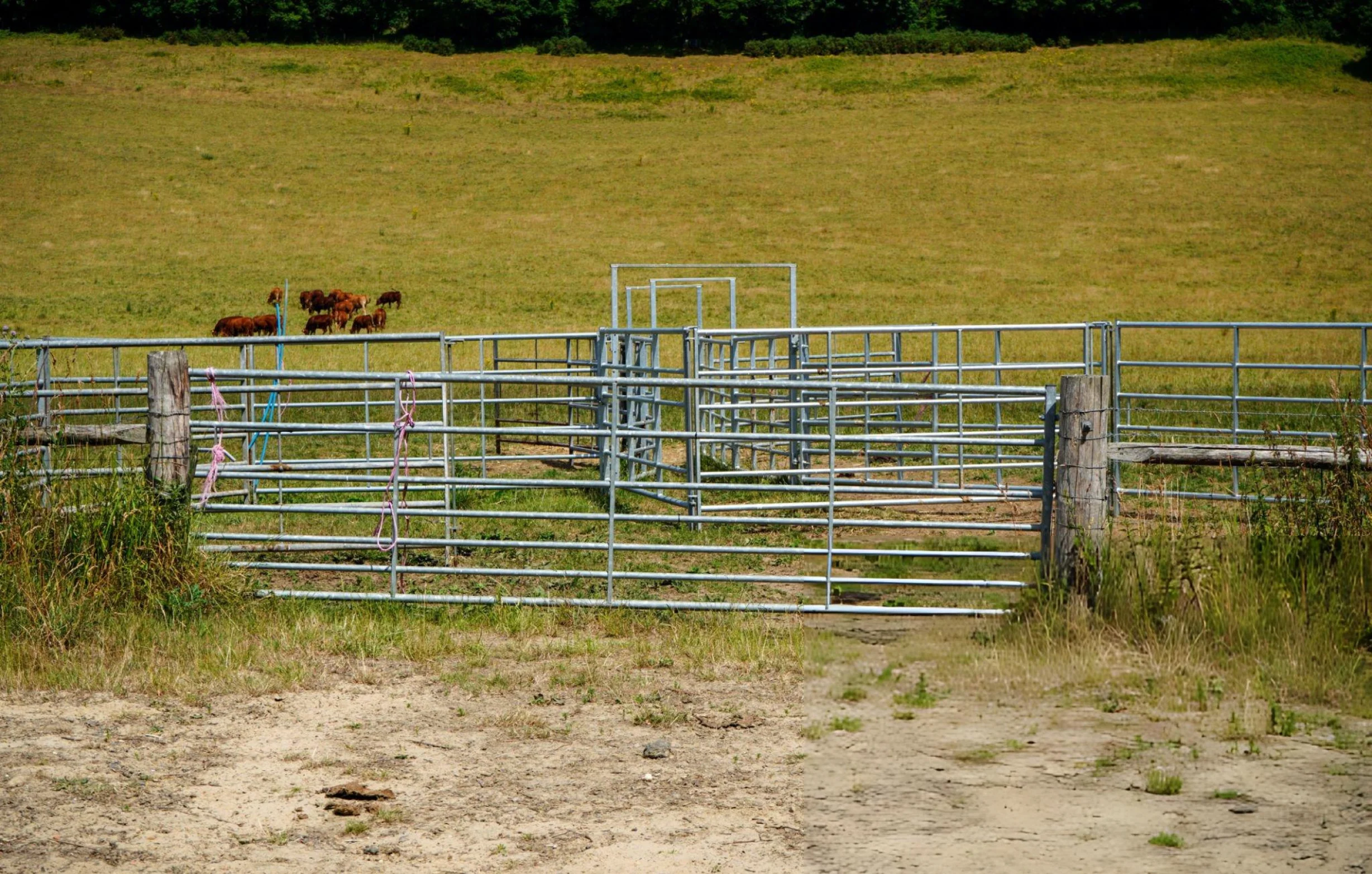 Metal livestock gates and fencing enclosing a grassy pasture with cattle in the background.
