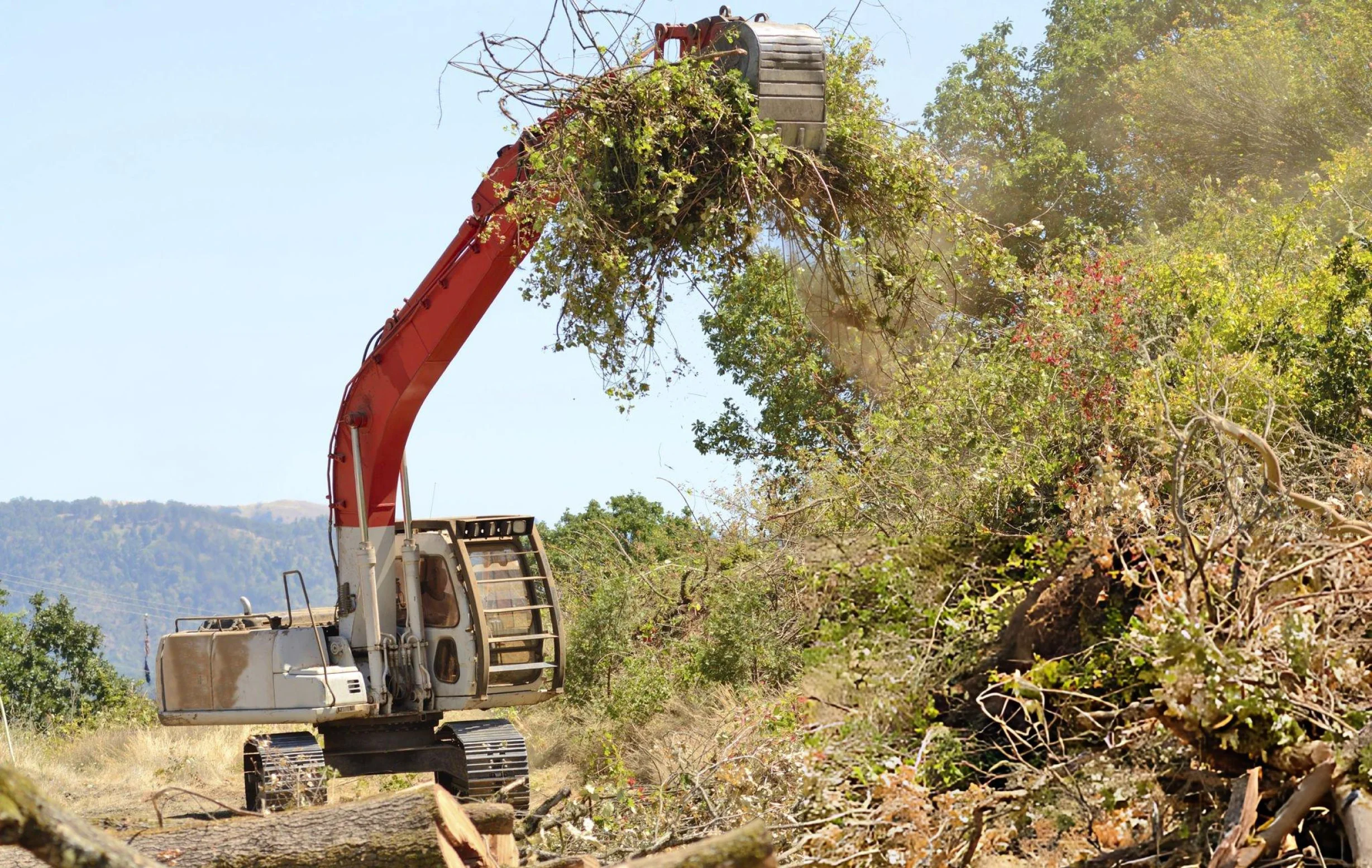 Orchard Removal